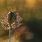 von zarten Fäden und Tau verzaubert