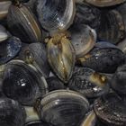 Vongole