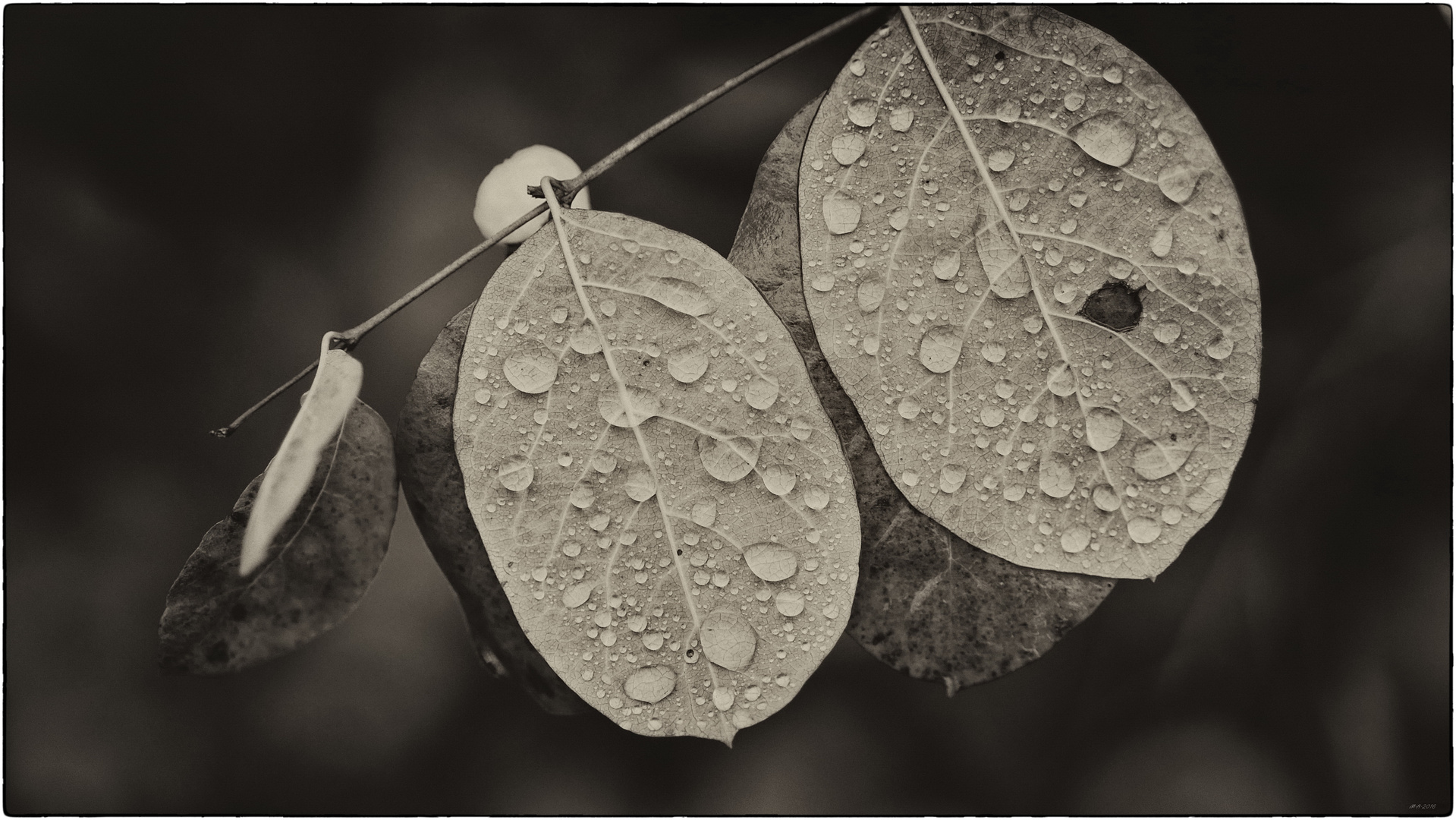 von.Wind.und.Regen