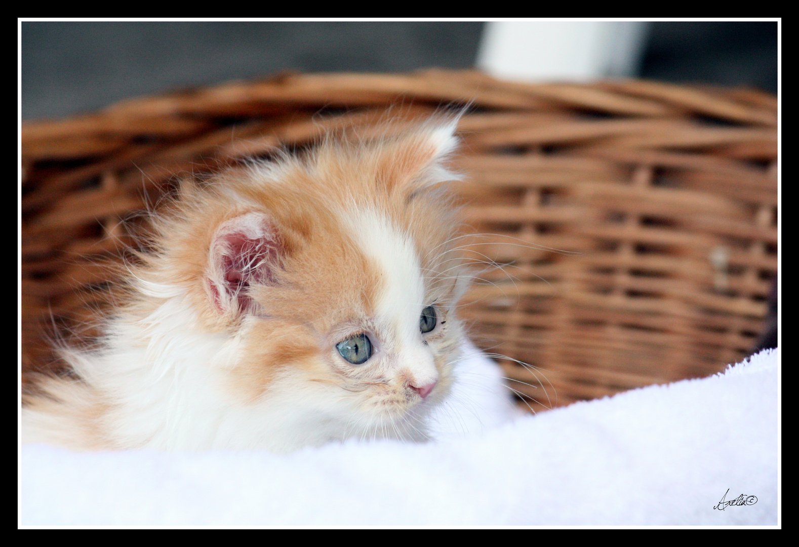 Vooshi, un chaton qui vient de loin ! photo et image animaux, animaux domestiques, chats