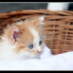 Vooshi, un chaton qui vient de loin !