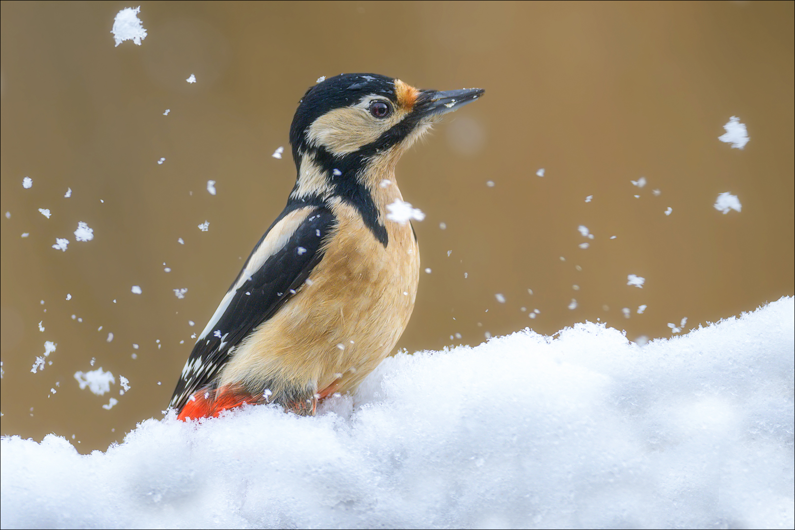 Vor 10 Tagen war plötzlich wieder Winter :-)