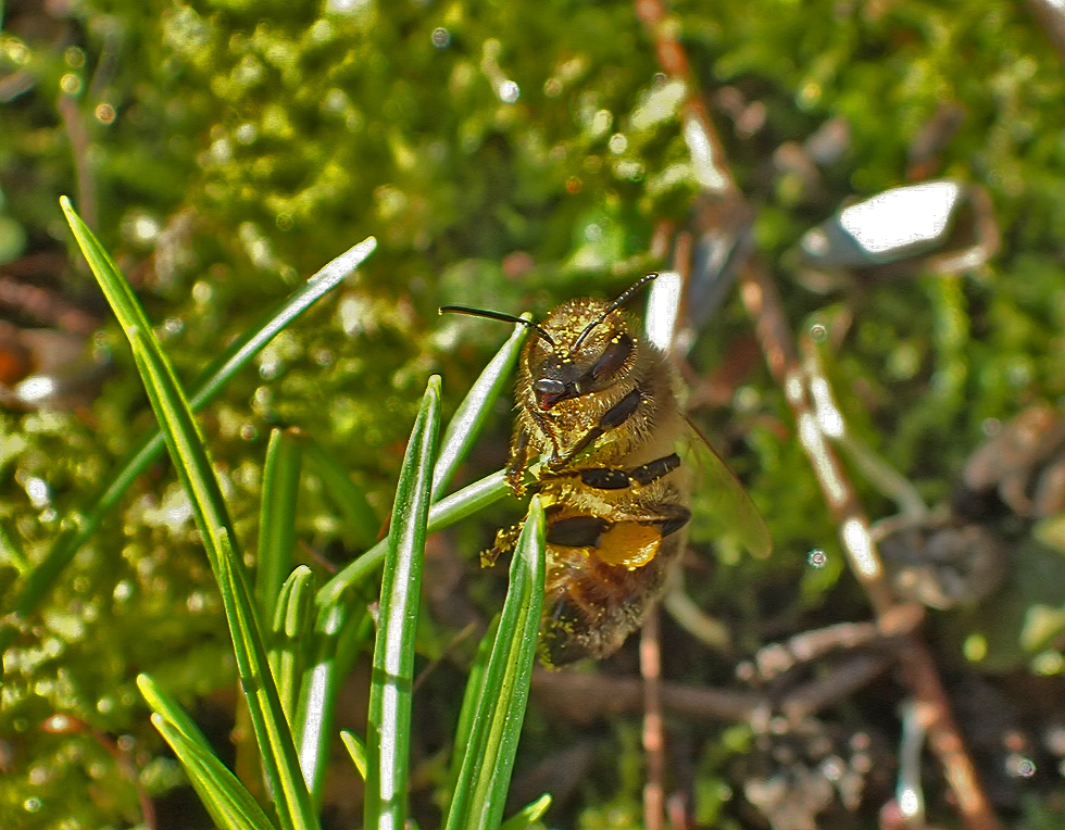 vor 11 Tagen die 1. Bienen