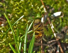 vor 11 Tagen die 1. Bienen