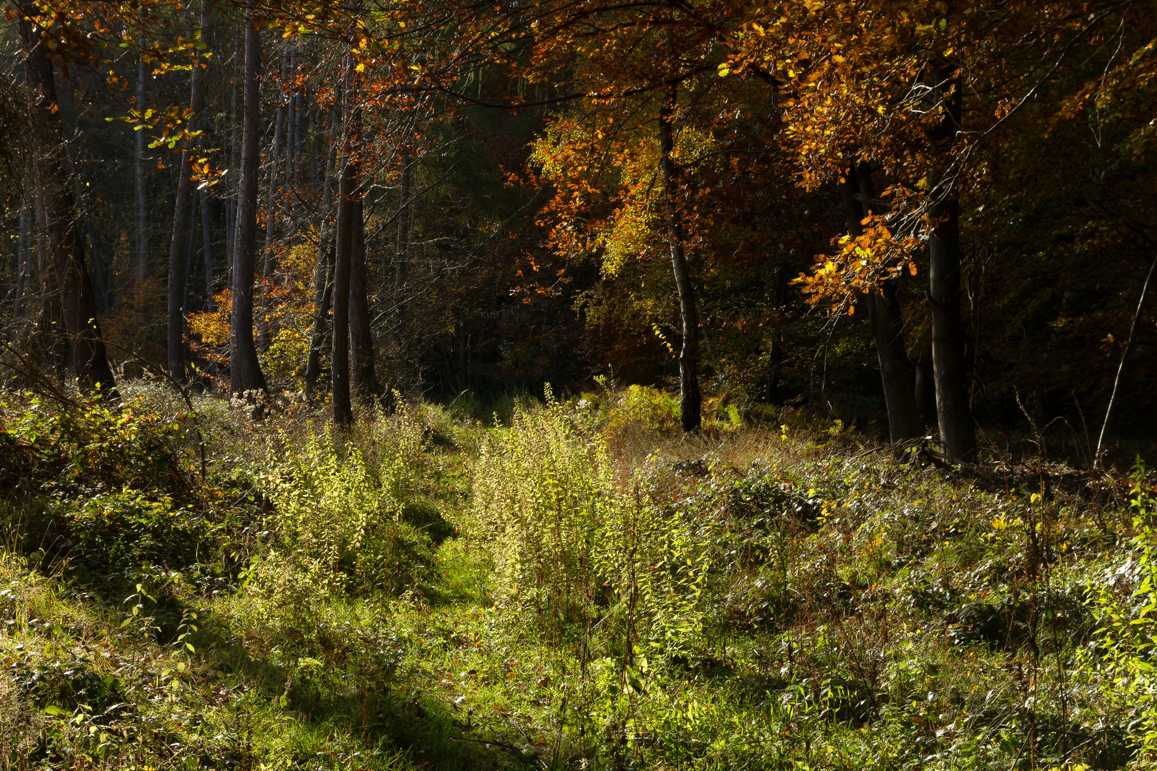 vor 2 Wochen im Wald