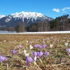 Vor 2 Wochen - Krokusblüte am Barmsee bei Krün am Karwendel