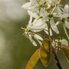 vor 3 Tagen, als das Bild entstand, noch in voller Blüte