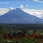 Vor 4 Wochen noch friedlich-Mt.Sinabung