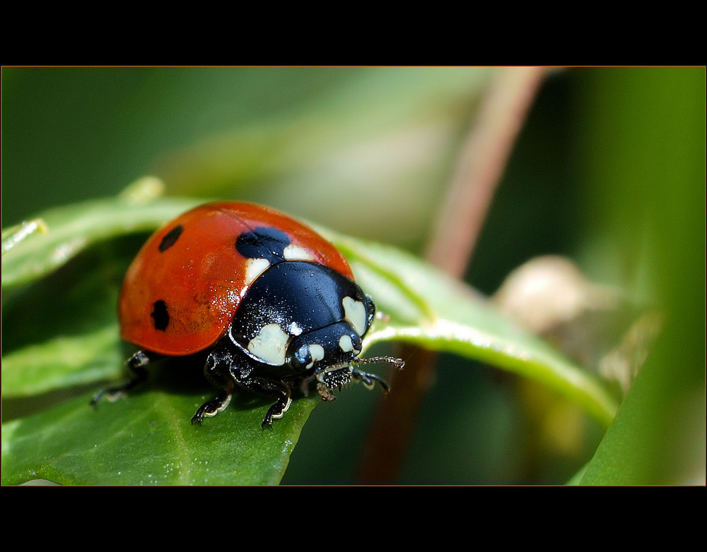 Vor 5 Minuten draußen im Garten entdeckt ;)....