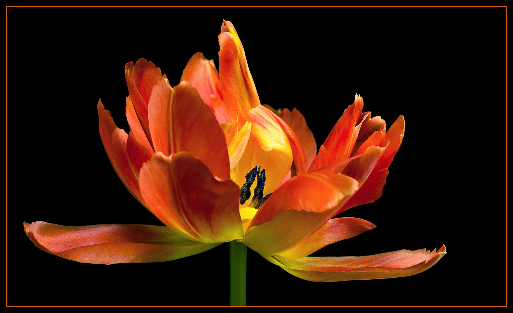 Vor allem die gefüllten Tulpen bieten dieses Feuerwerk an Farbe .. Form und Eleganz