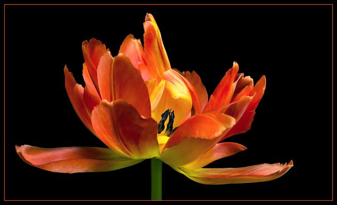 Vor allem die gefüllten Tulpen bieten dieses Feuerwerk an Farbe .. Form und Eleganz