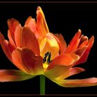 Vor allem die gefüllten Tulpen bieten dieses Feuerwerk an Farbe .. Form und Eleganz
