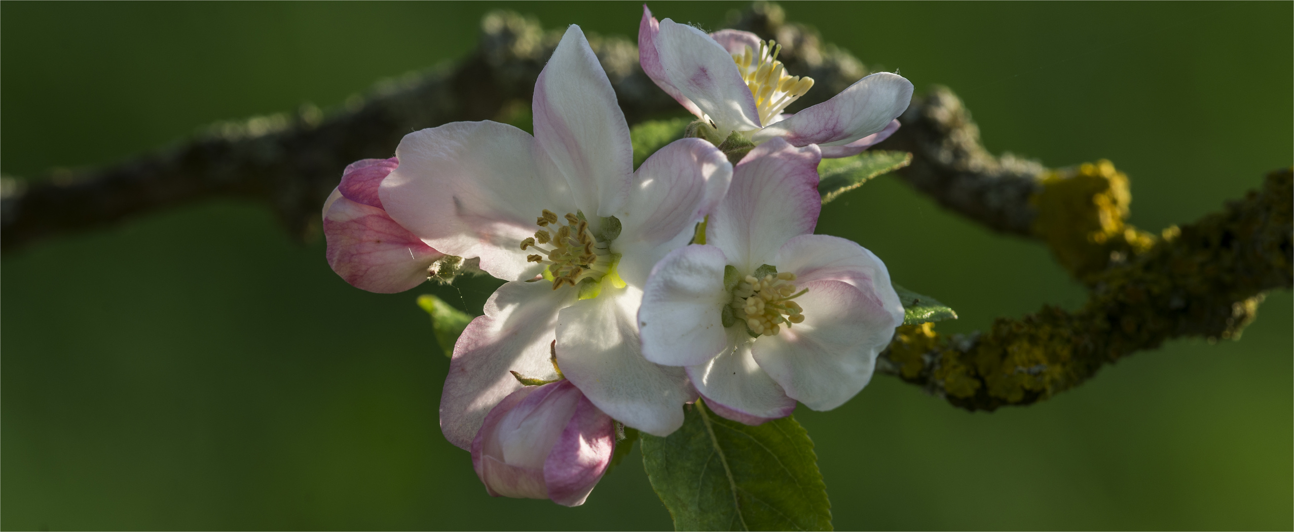 … Vor Apfelwein, Apfelmost  und Apfelkuchen kommt Apfelfrucht und Apfelblüte …