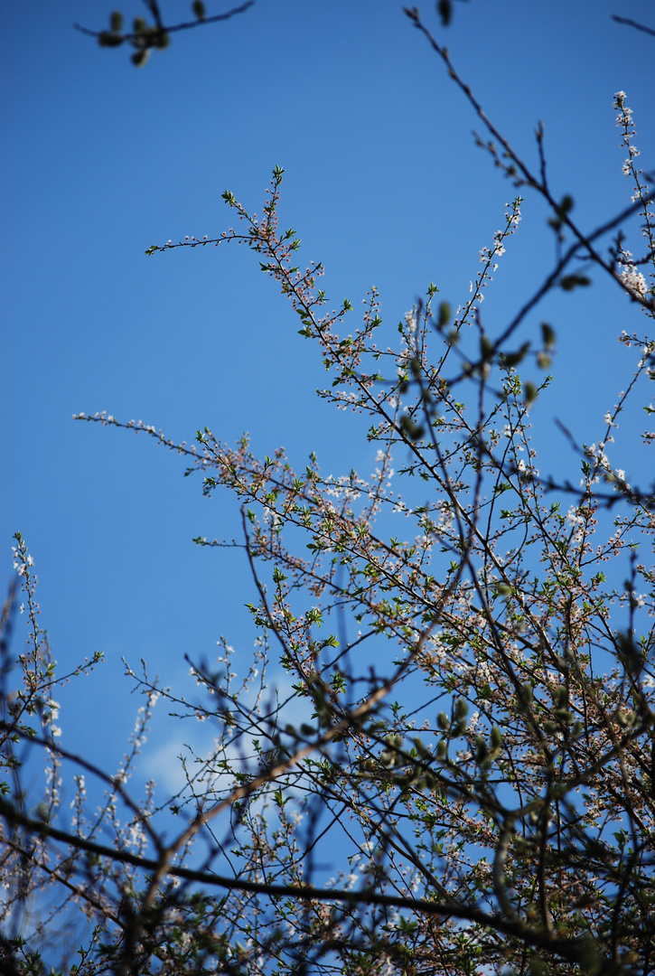 Vor blauem Himmel