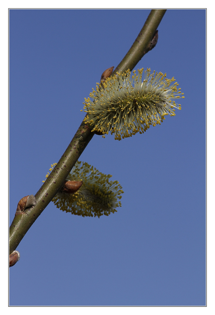 vor blauem Himmel