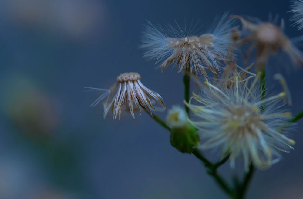 Vor blauem Hintergrund