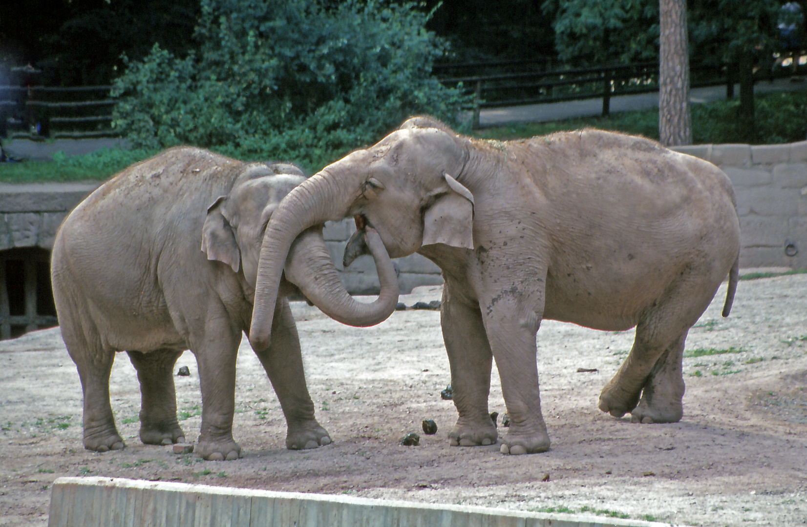 Vor ca 30 Jahren - Tiergarten Nürnberg