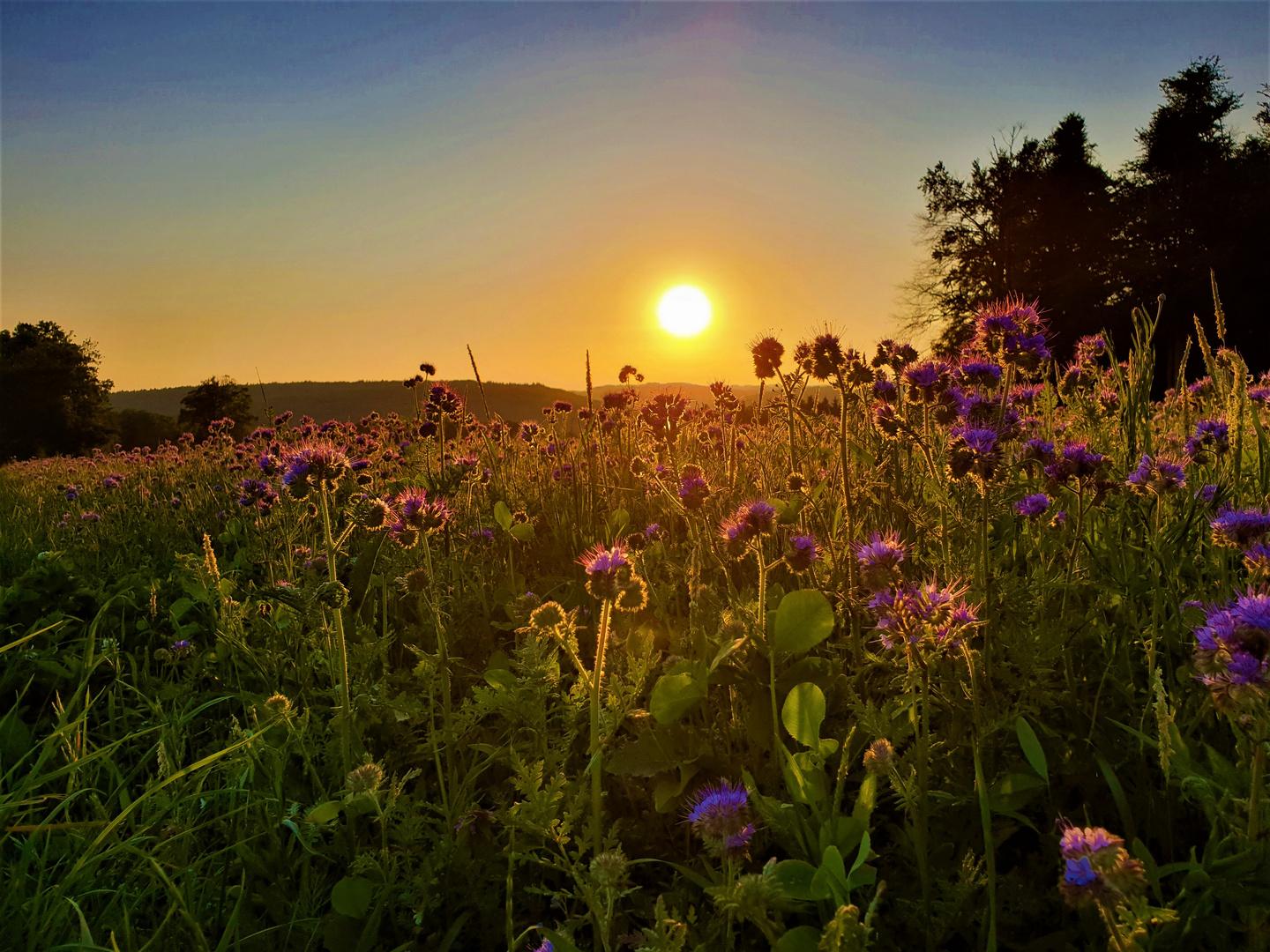 Vor dem Abend(b)rot........