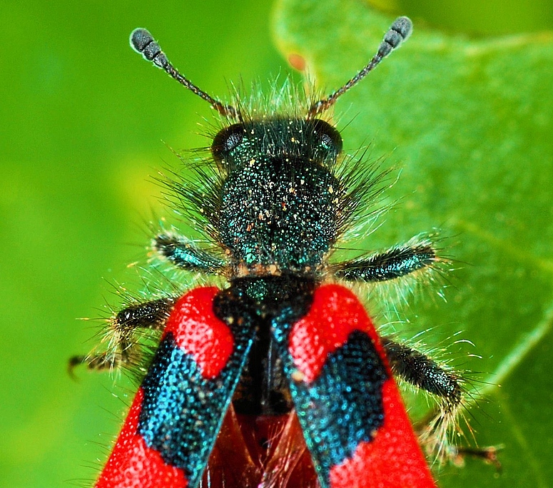 Vor dem Abflug! Bienenkäfer