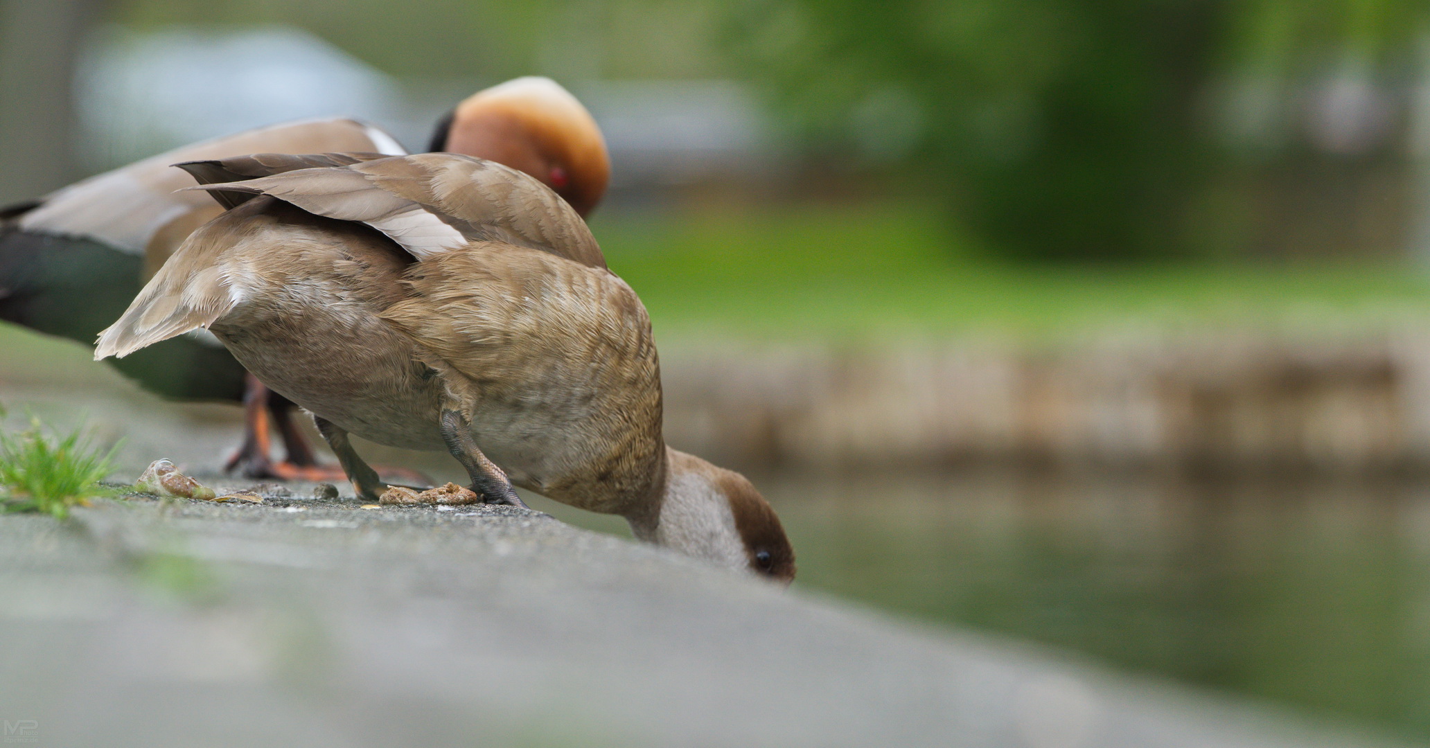 Vor dem Absprung