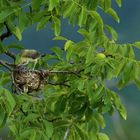 Vor dem Absprung - Pirol 