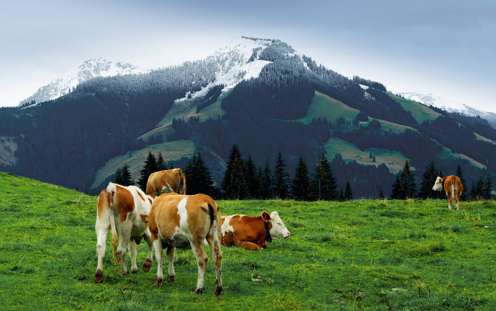 vor dem Almabtrieb