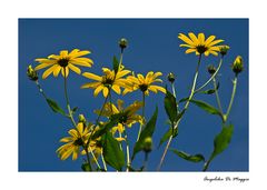 Vor dem blauen Sommerhimmel