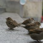 Vor dem Bundestag