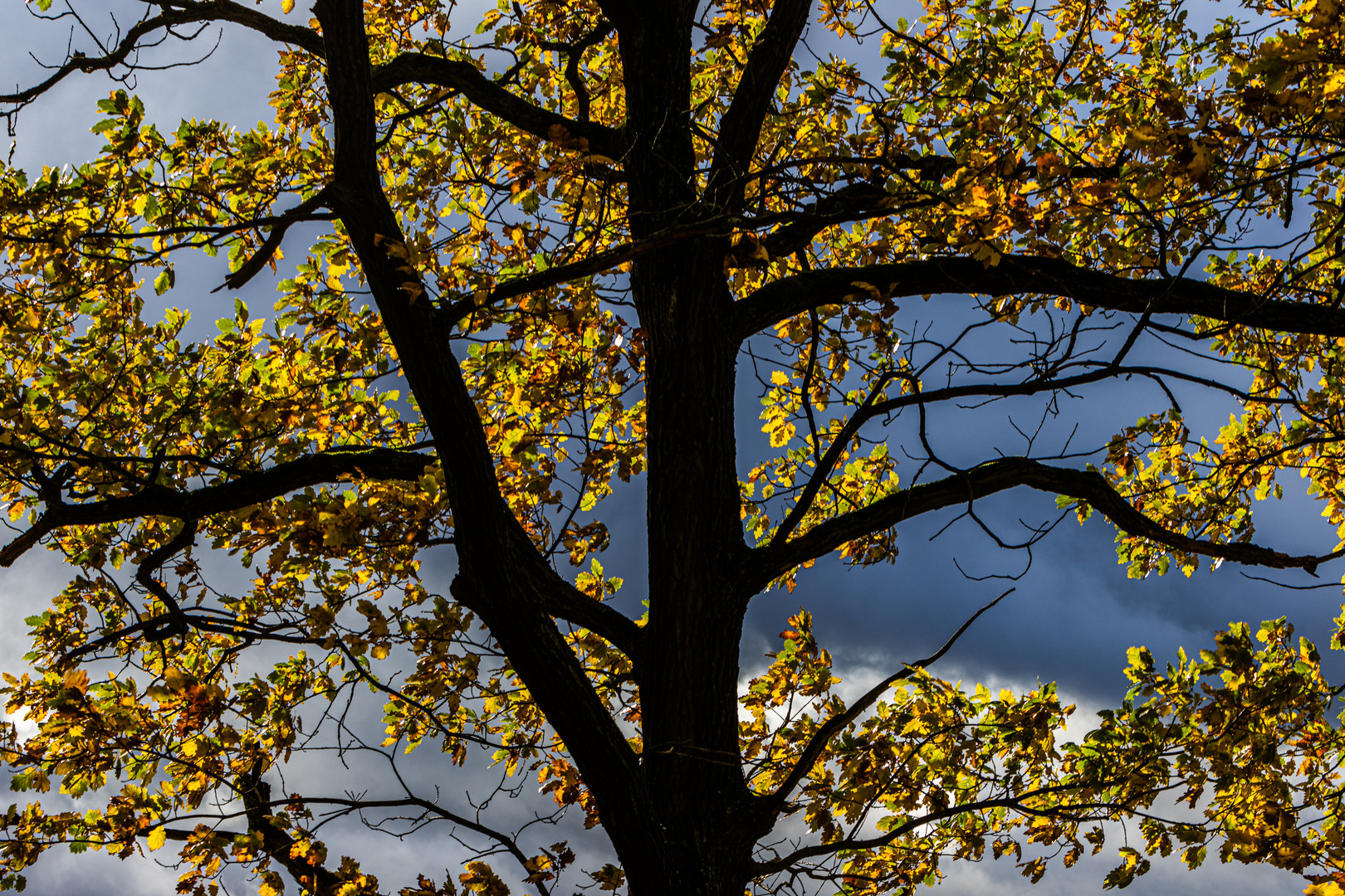 Vor dem dunklen Himmel