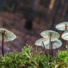 Vor dem dunklen Wald