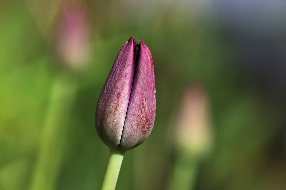 vor dem Erblühen der Tulpe