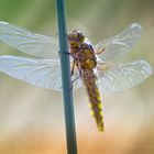 Vor dem ersten Flug