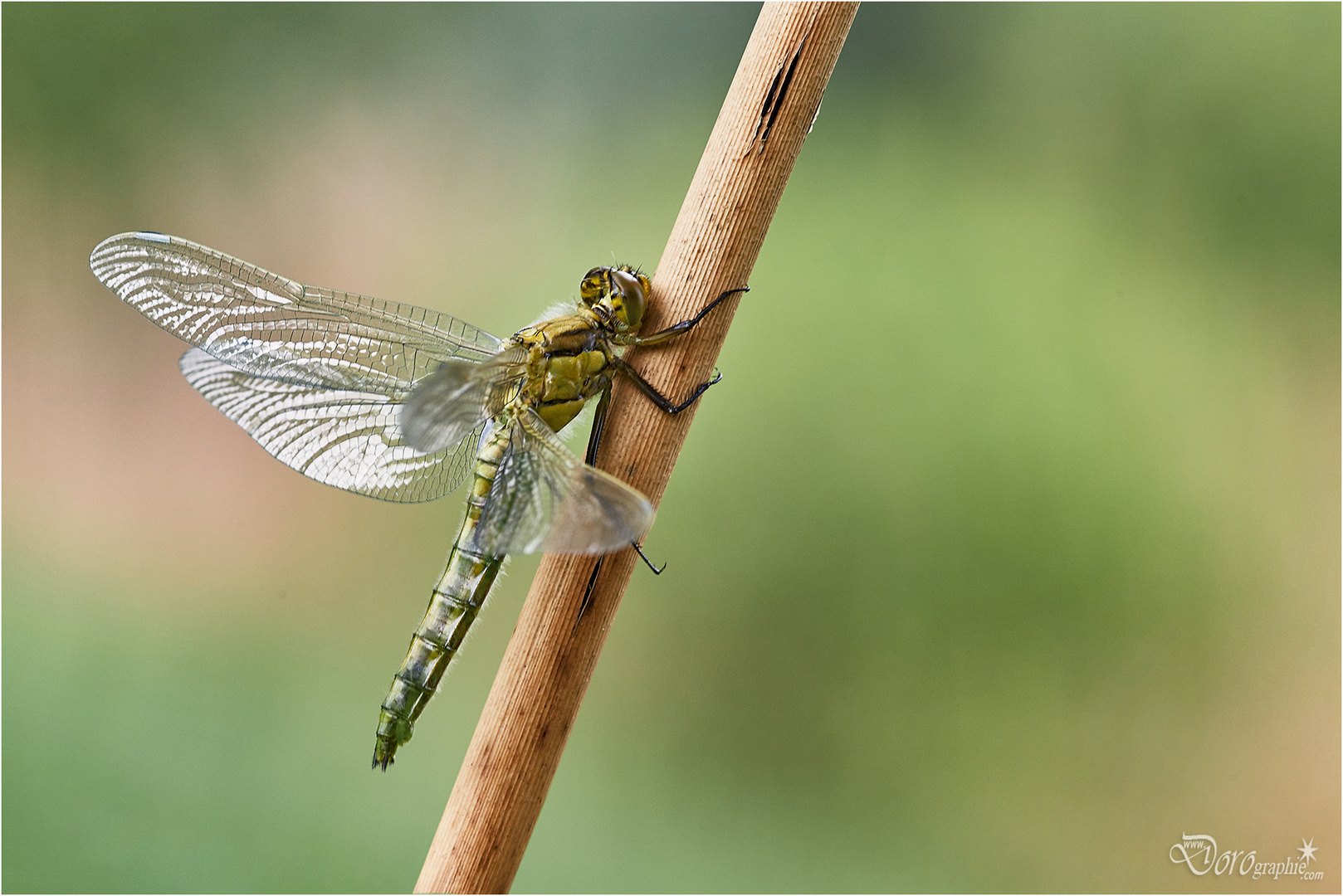 vor dem ersten Flug