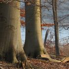 vor dem ersten Schnee