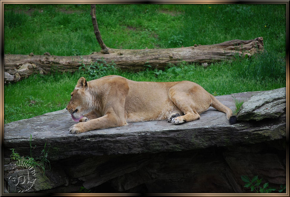 Vor dem Essen die Pfoten waschen.....