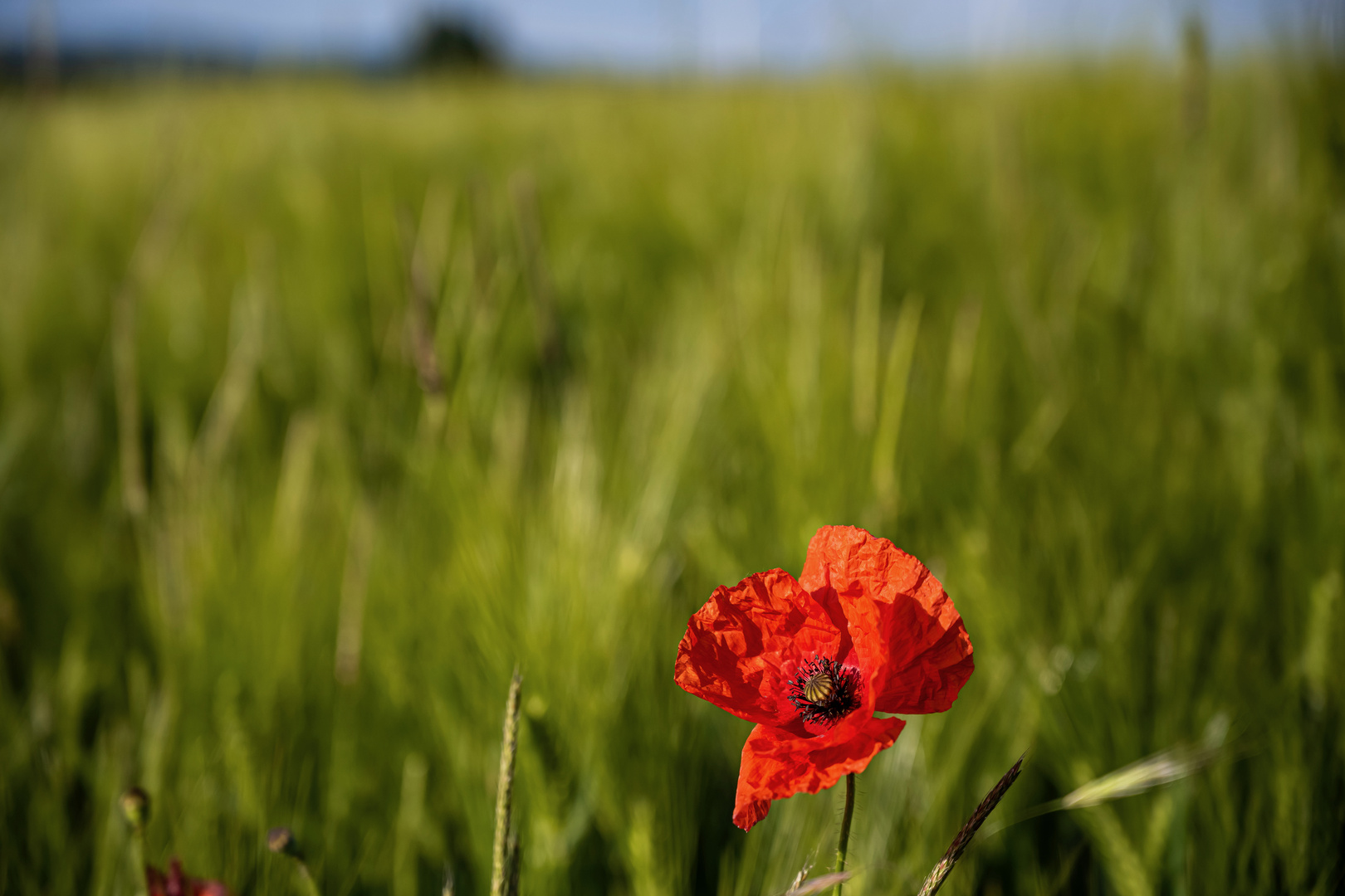 Vor dem Feld