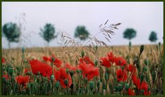 Vor dem Feld