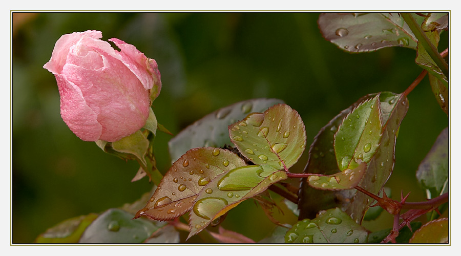 Vor dem Fenster..........