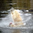 Vor dem Fressen das Wasser- ausschütteln nicht vergessen!