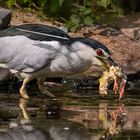 Vor dem Fressen Futter waschen