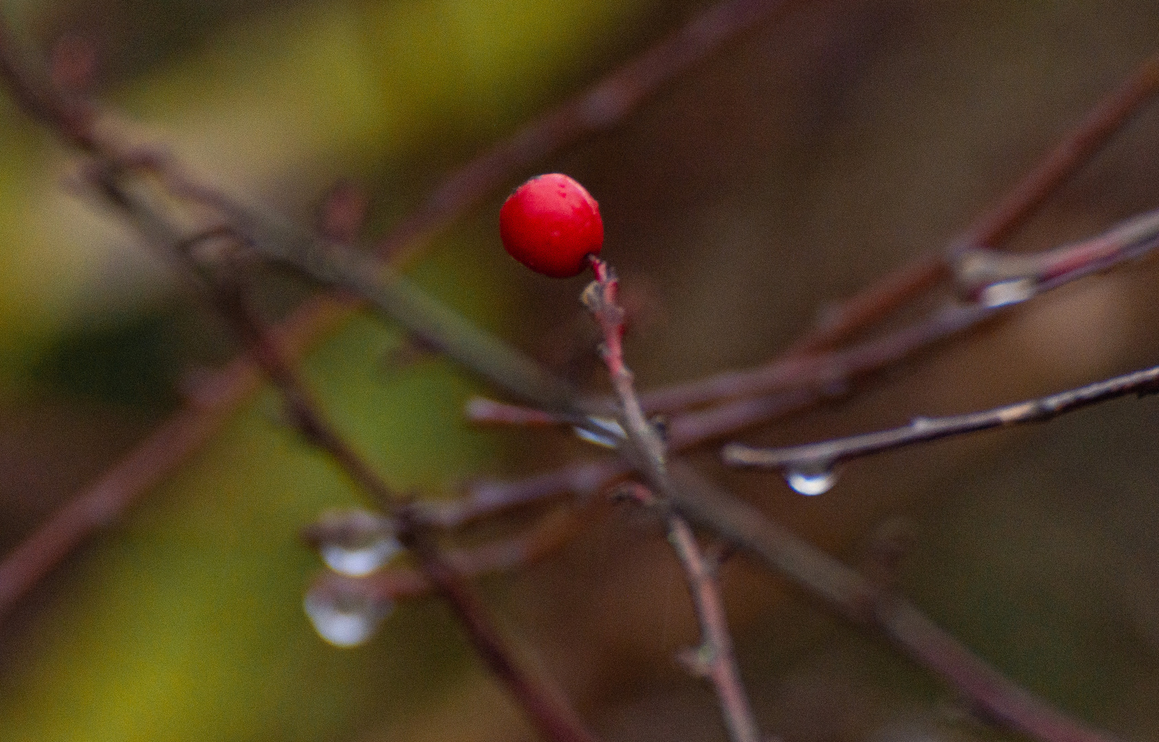 Vor dem Frost - Farbigkeit im Winter