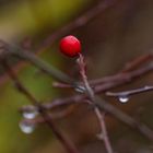 Vor dem Frost - Farbigkeit im Winter