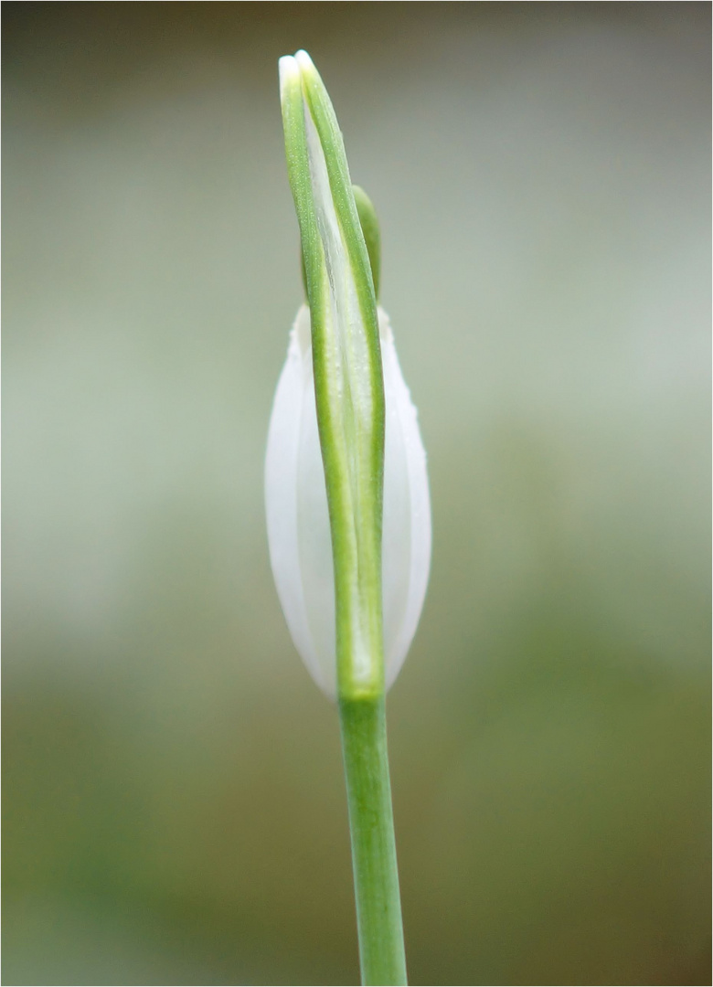 Vor dem Frühling..