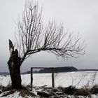 Vor dem Frühling