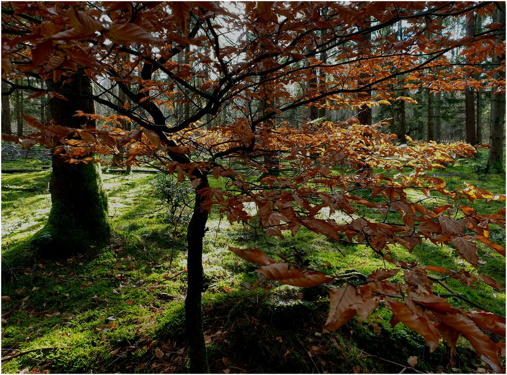 Vor dem Frühling (I)