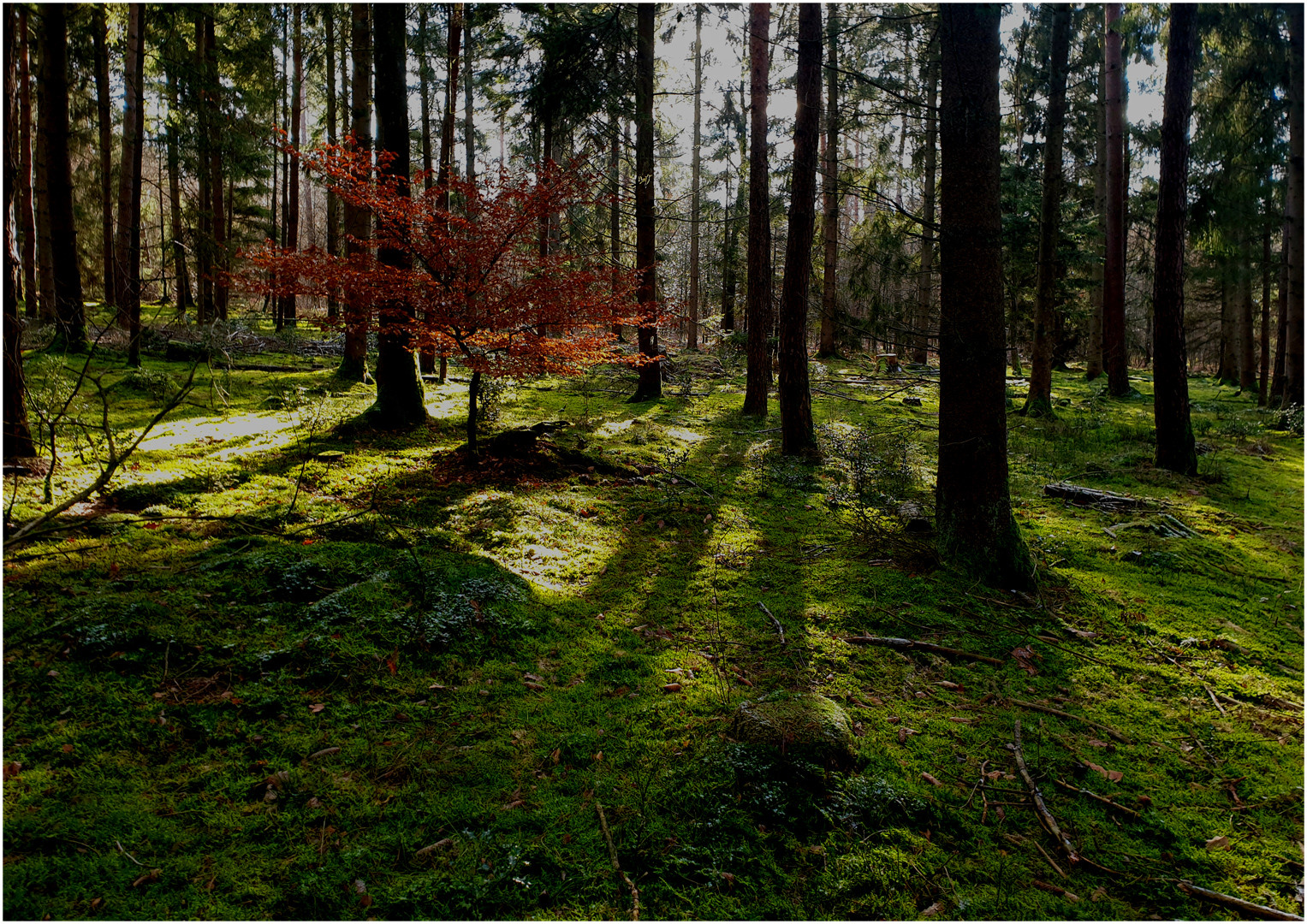 Vor dem Frühling (II)