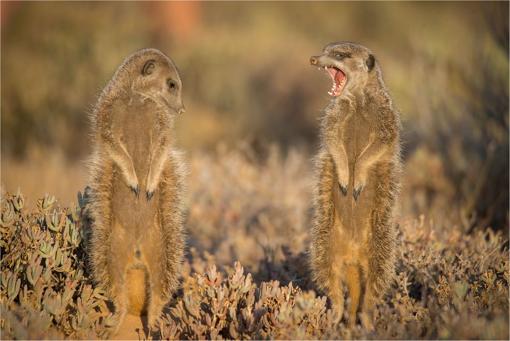 vor dem Frühstück im Haushalt der Familie Meerkat