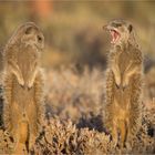 vor dem Frühstück im Haushalt der Familie Meerkat