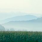 Vor-dem-Frühstück-Nebel