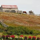 Vor dem Gartenzaun / Antes de la cerca